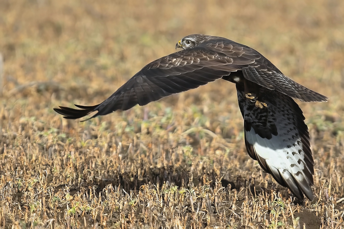 Káně lesní  ( Buteo buteo )
