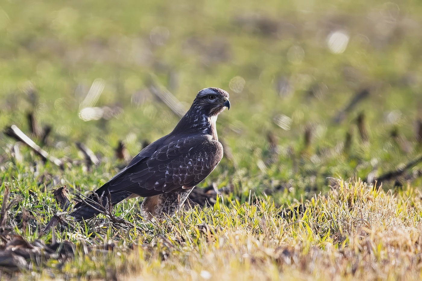 Káně lesní  ( Buteo buteo )