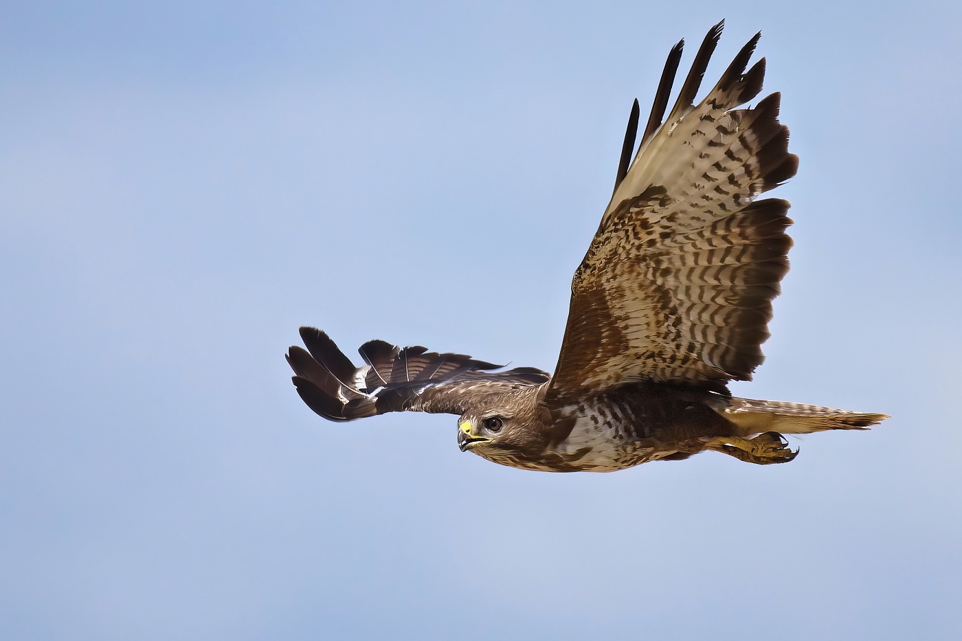 Káně lesní  ( Buteo buteo )