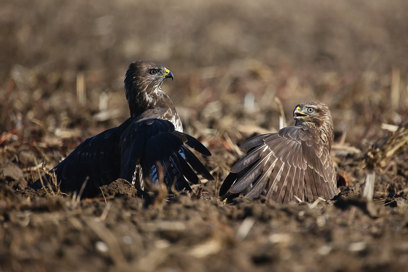 Káně lesní  ( Buteo buteo )