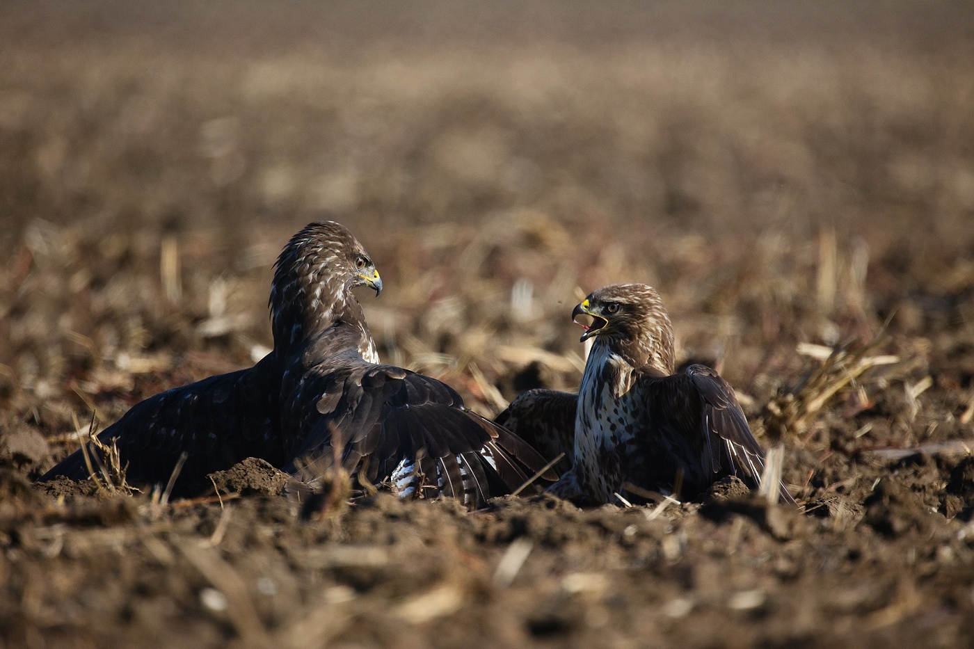 Káně lesní  ( Buteo buteo )