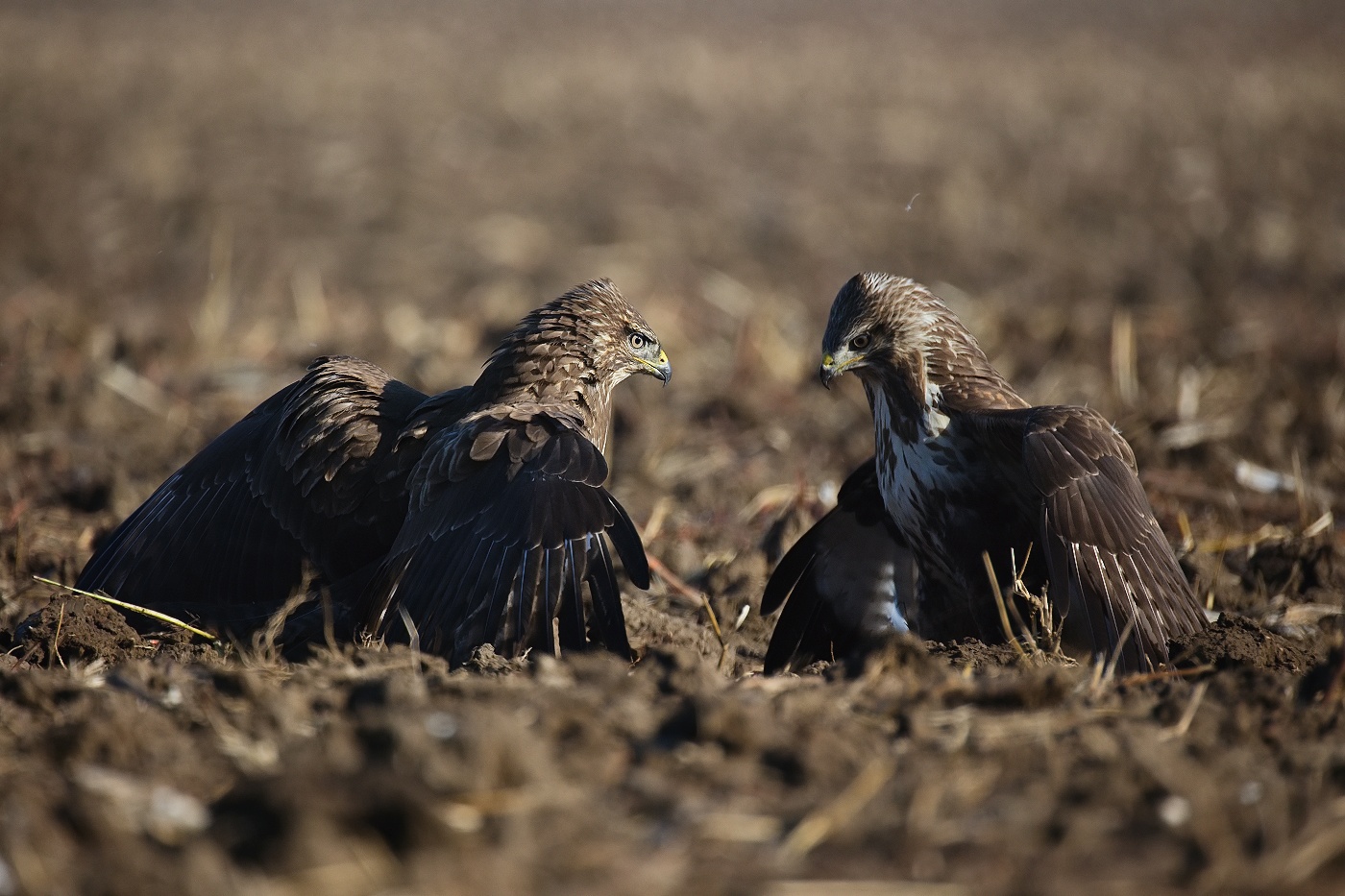 Káně lesní  ( Buteo buteo )