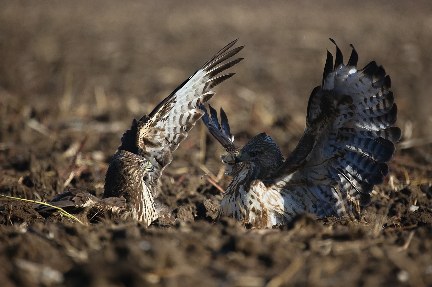 Káně lesní  ( Buteo buteo )