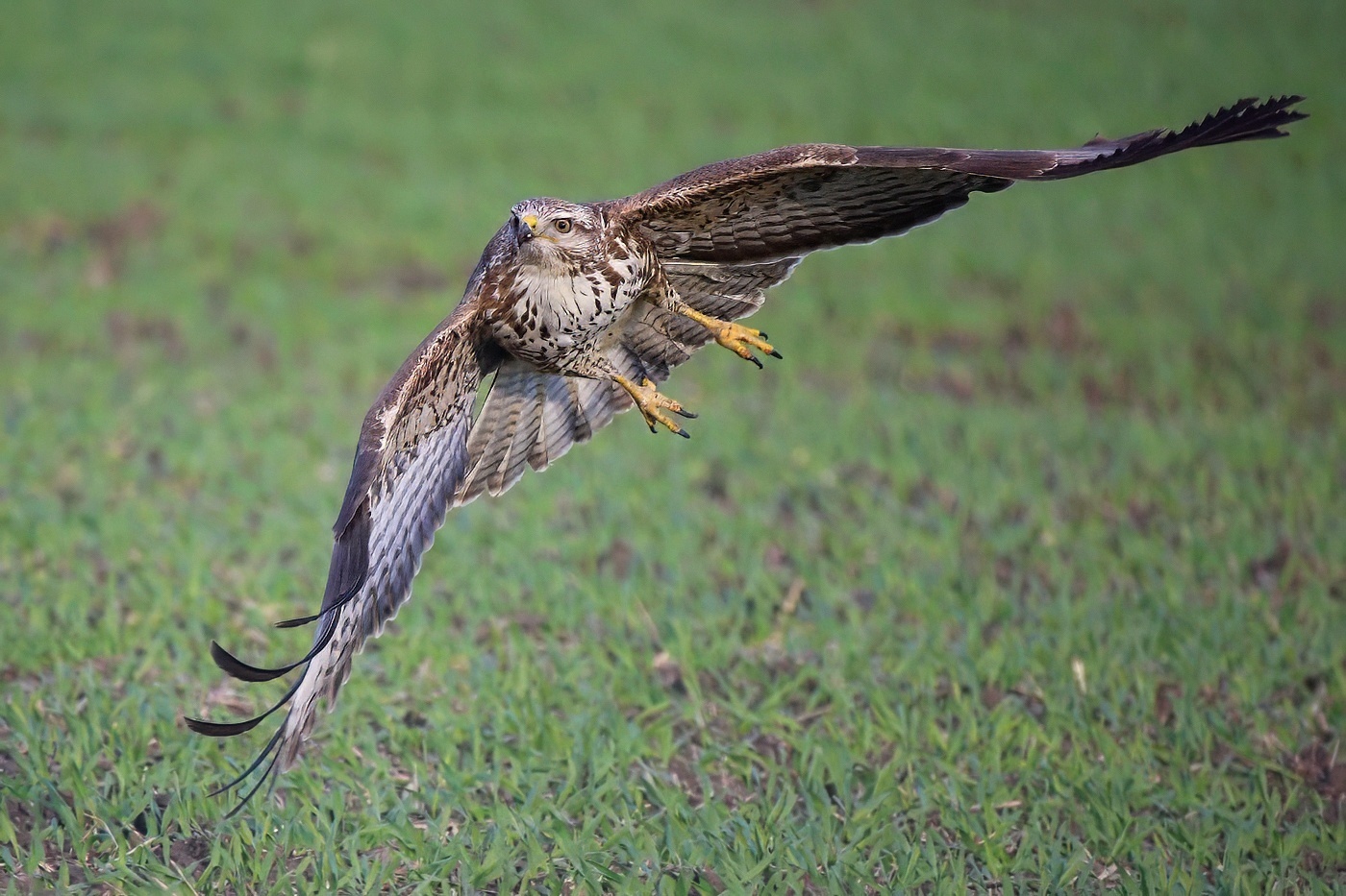 Káně lesní  ( Buteo buteo )