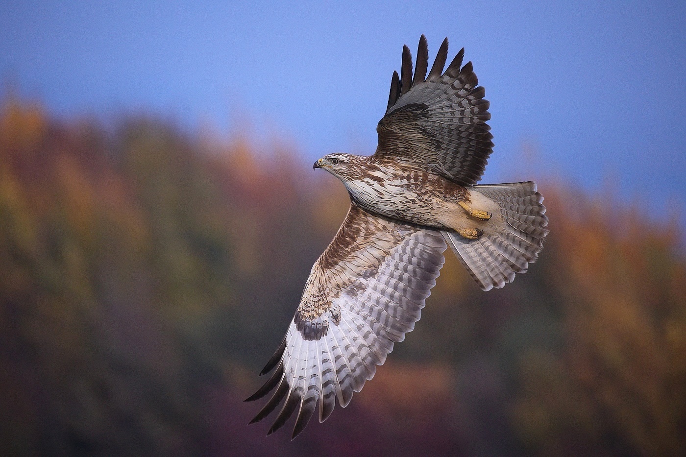 Káně lesní  ( Buteo buteo )