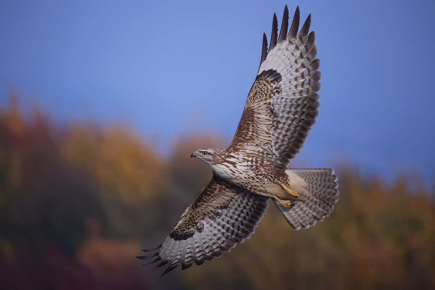 Káně lesní  ( Buteo buteo )