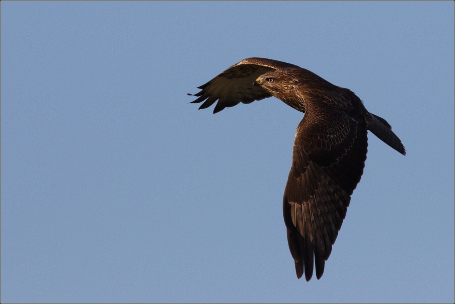 Káně lesní  ( Buteo buteo )