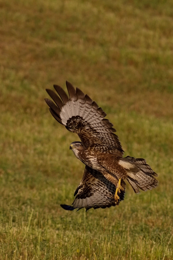 Káně lesní  ( Buteo buteo )