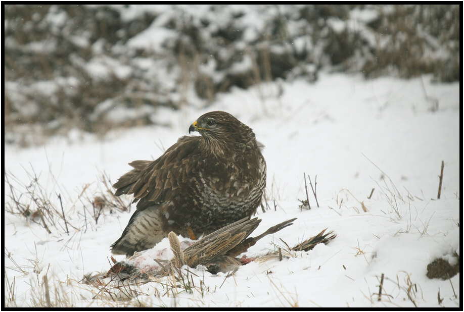 Káně lesní na újedi