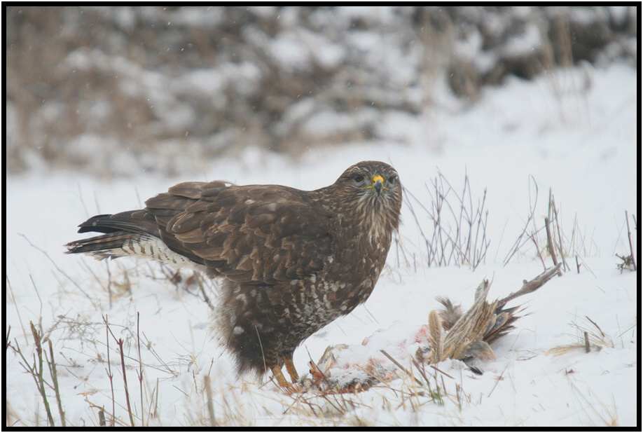 Káně lesní na újedi