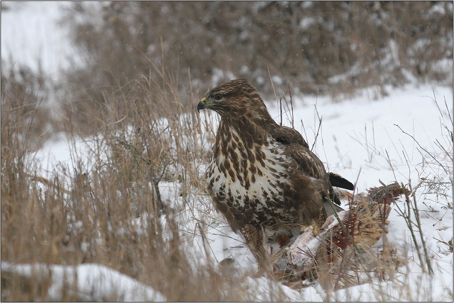 Káně lesní na újedi