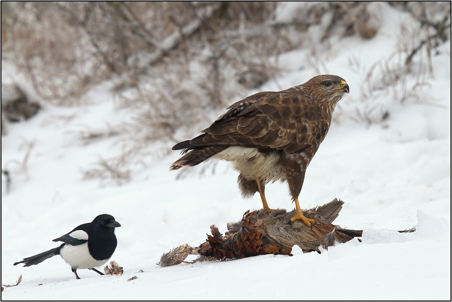 Káně lesní na újedi