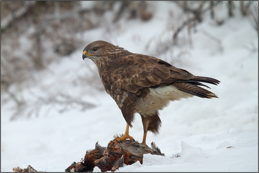 Káně lesní na újedi