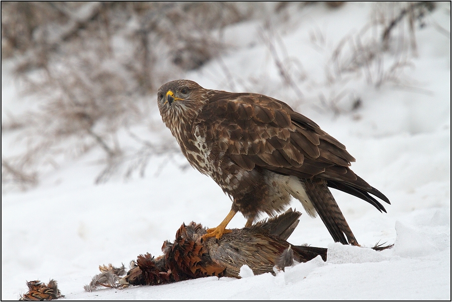 Káně lesní na újedi