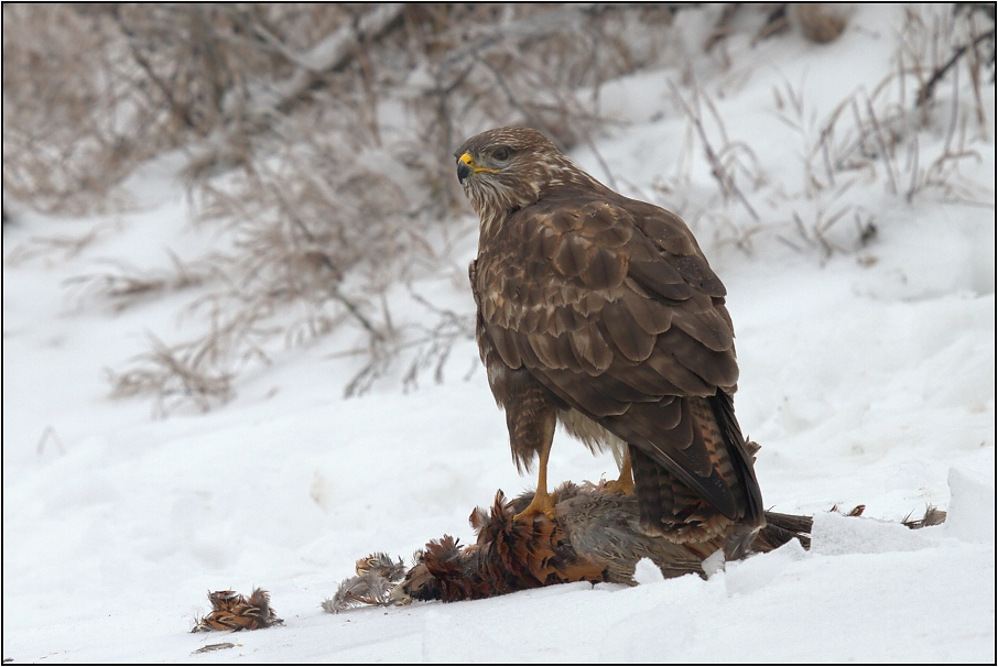 Káně lesní na újedi