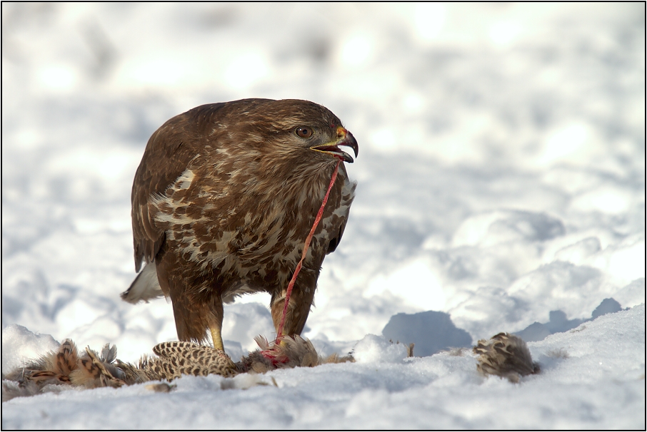 Káně lesní na újedi
