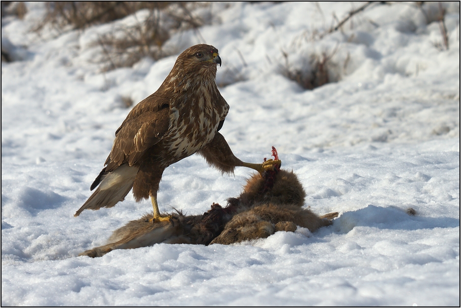 Káně lesní na újedi