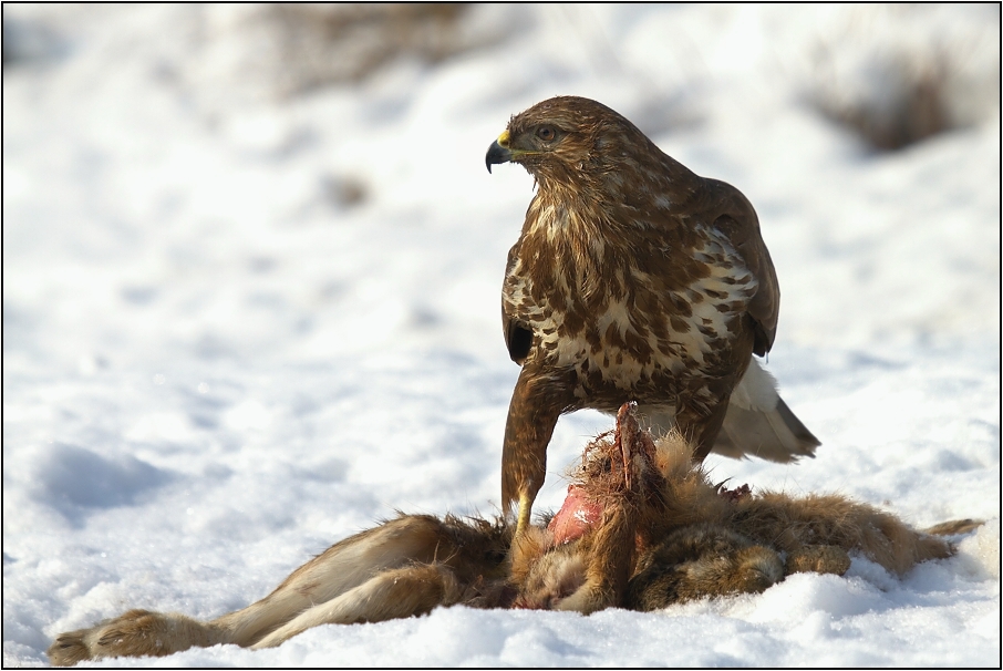 Káně lesní na újedi