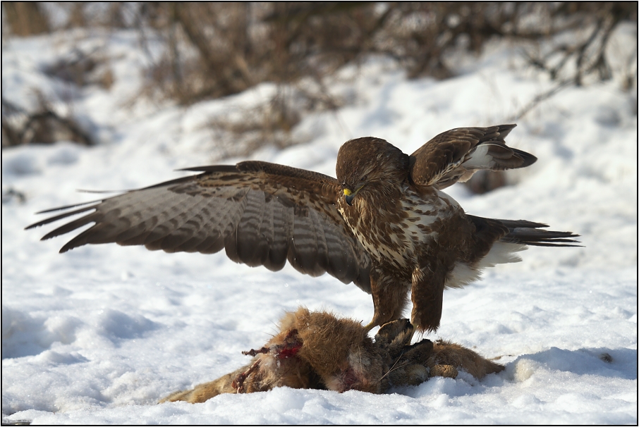 Káně lesní na újedi