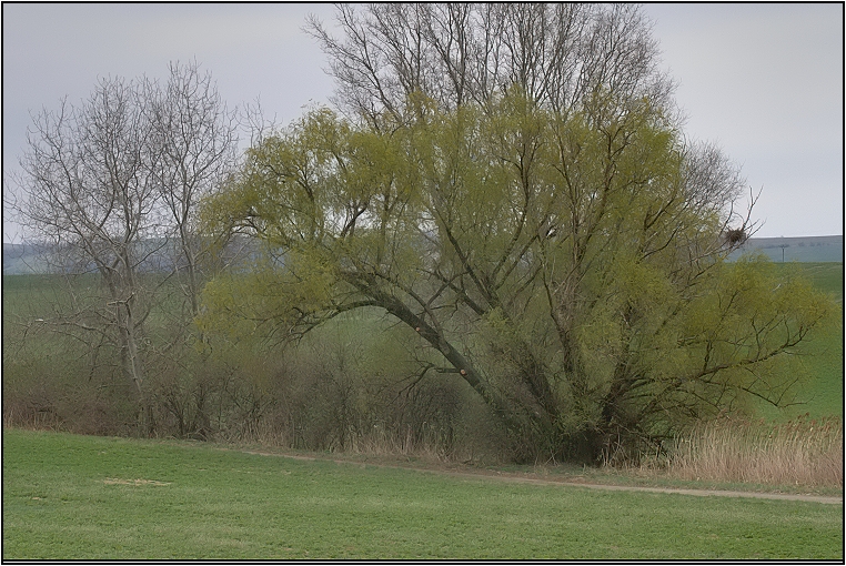 Káně lesní na újedi