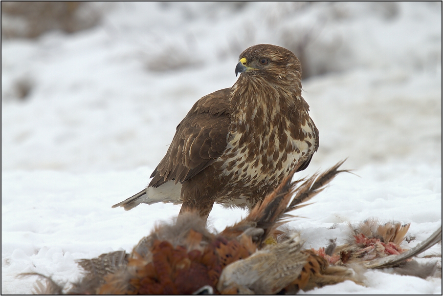Káně lesní na újedi