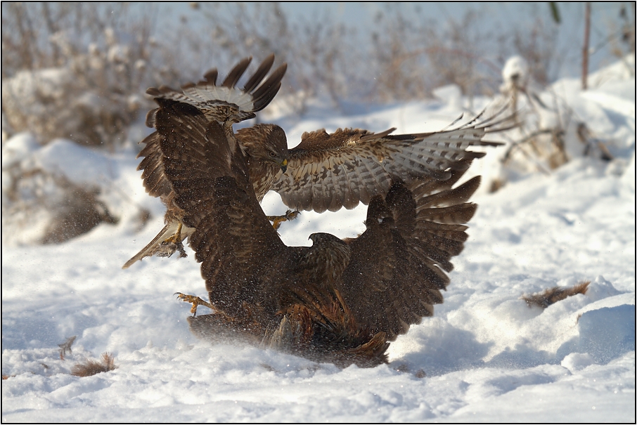 Káně lesní na újedi