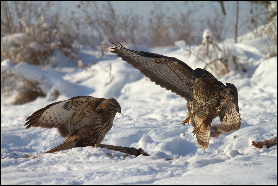 Káně lesní na újedi