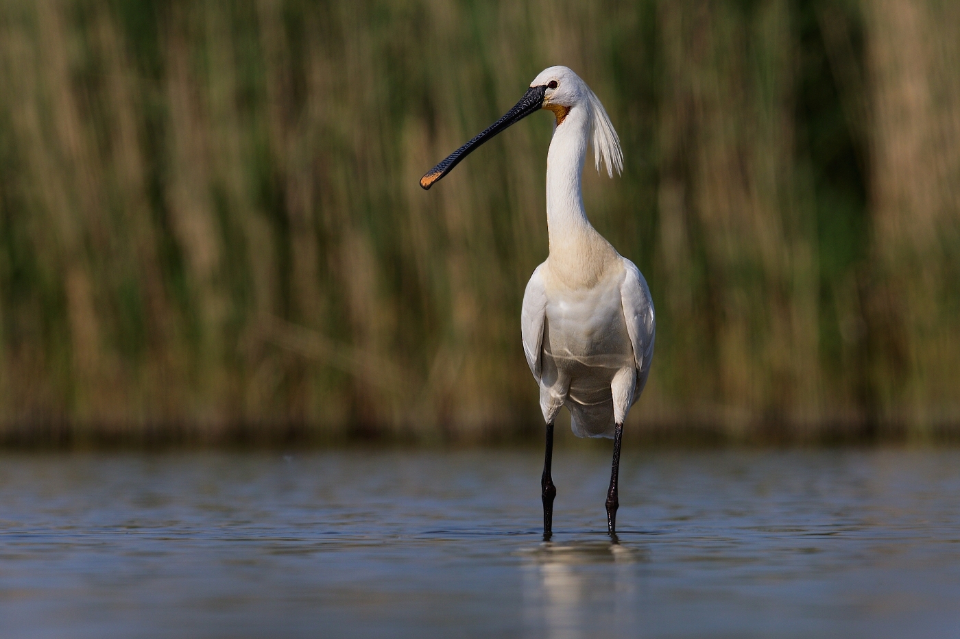 Kolpík bílý  ( Platalea leucorodia )