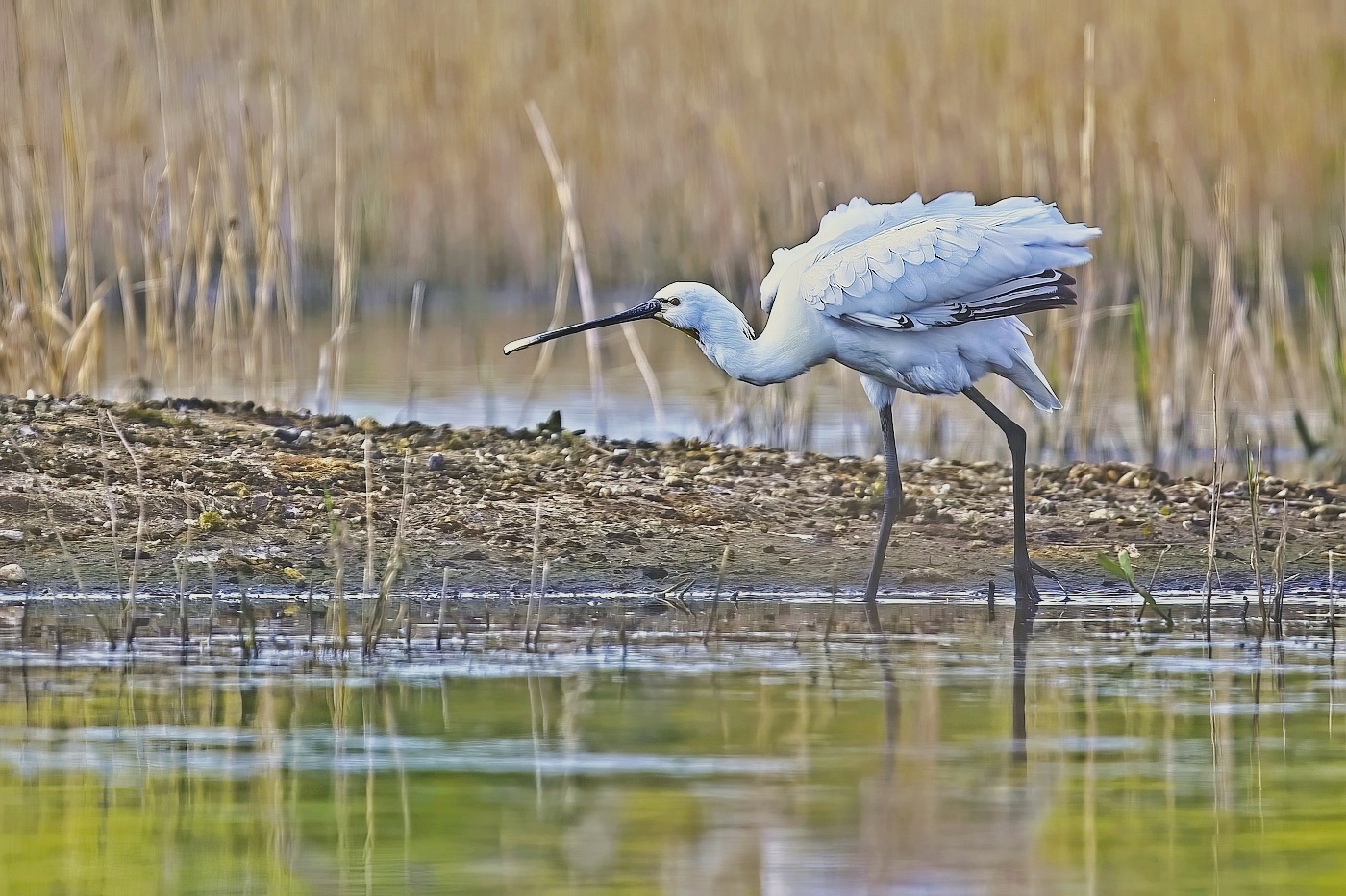 Kolpík bílý  ( Platalea leucorodia )
