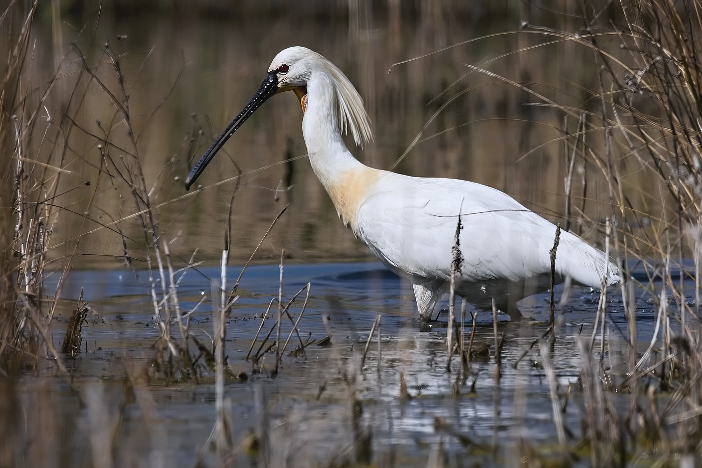 Kolpík bílý  ( Platalea leucorodia )