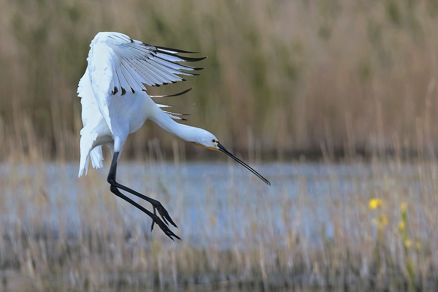 Kolpík bílý  ( Platalea leucorodia )