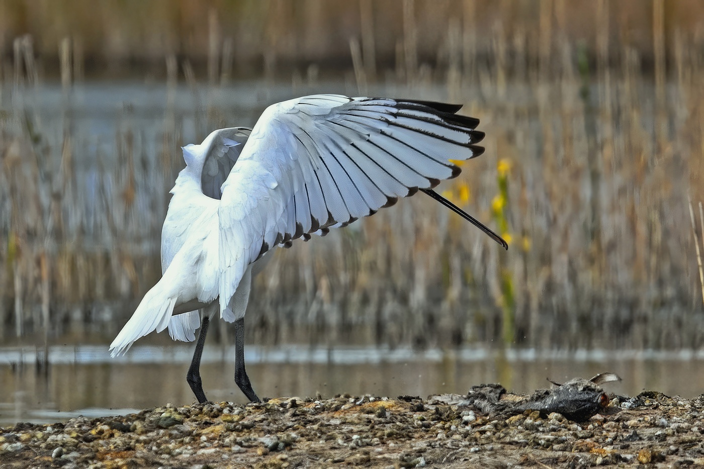 Kolpík bílý  ( Platalea leucorodia )