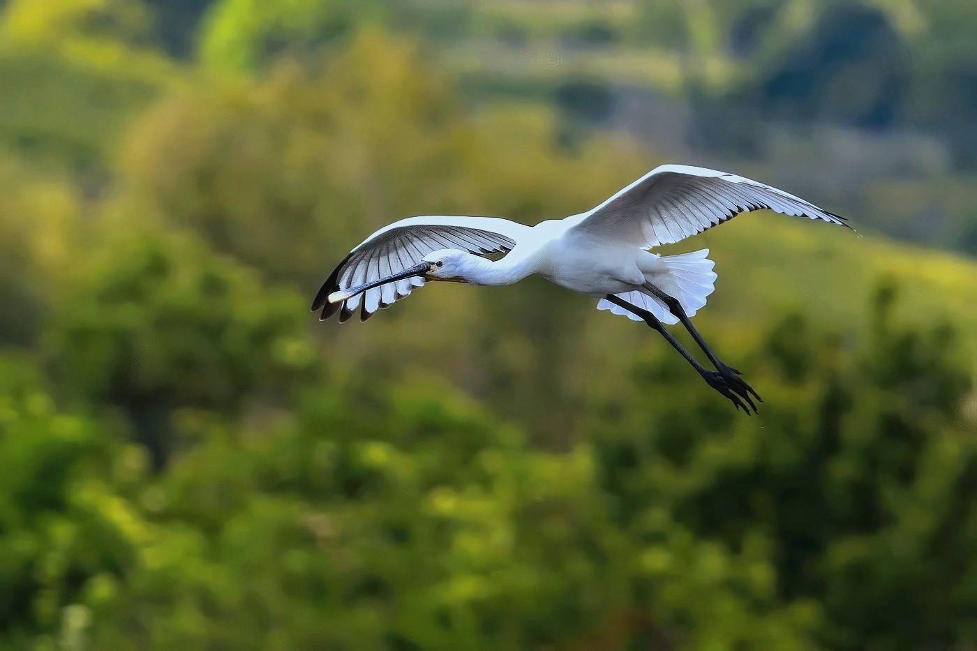 Kolpík bílý  ( Platalea leucorodia )