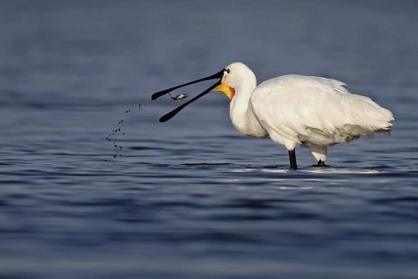 Kolpík bílý  ( Platalea leucorodia )