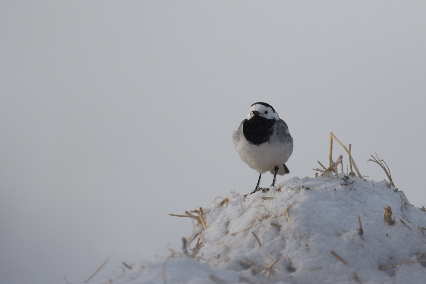 Konipas bílý  ( Motacilla alba )