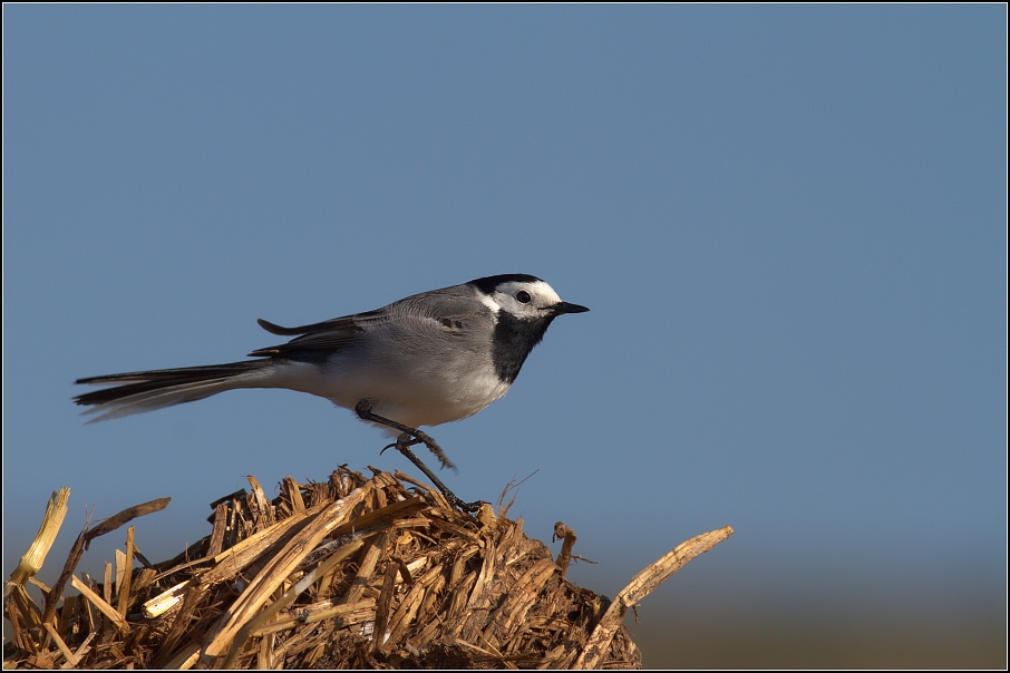 Konipas bílý ( Motacilla alba )