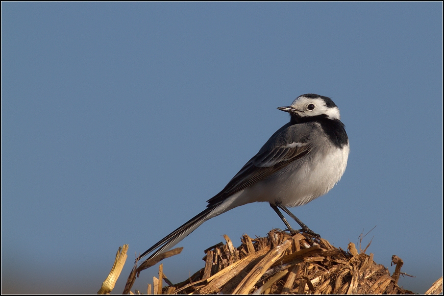 Konipas bílý ( Motacilla alba )
