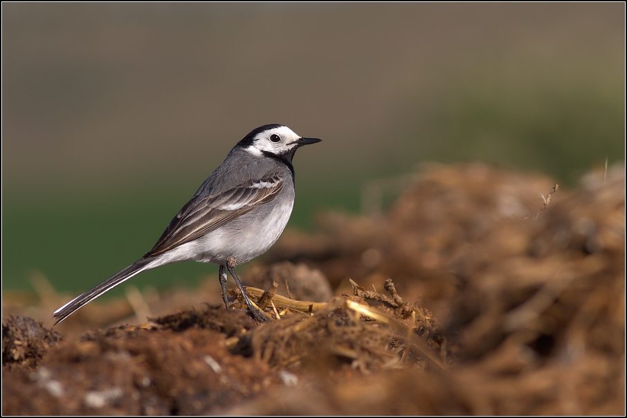 Konipas bílý ( Motacilla alba )