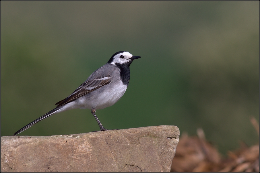 Konipas bílý ( Motacilla alba )