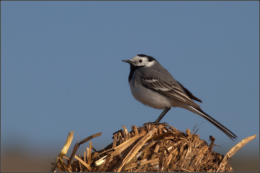 Konipas bílý ( Motacilla alba )