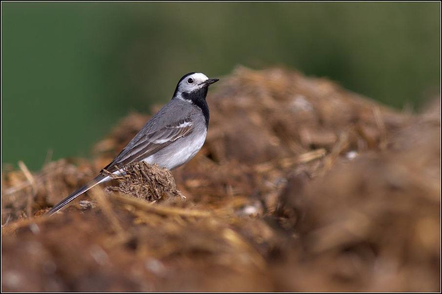 Konipas bílý ( Motacilla alba )