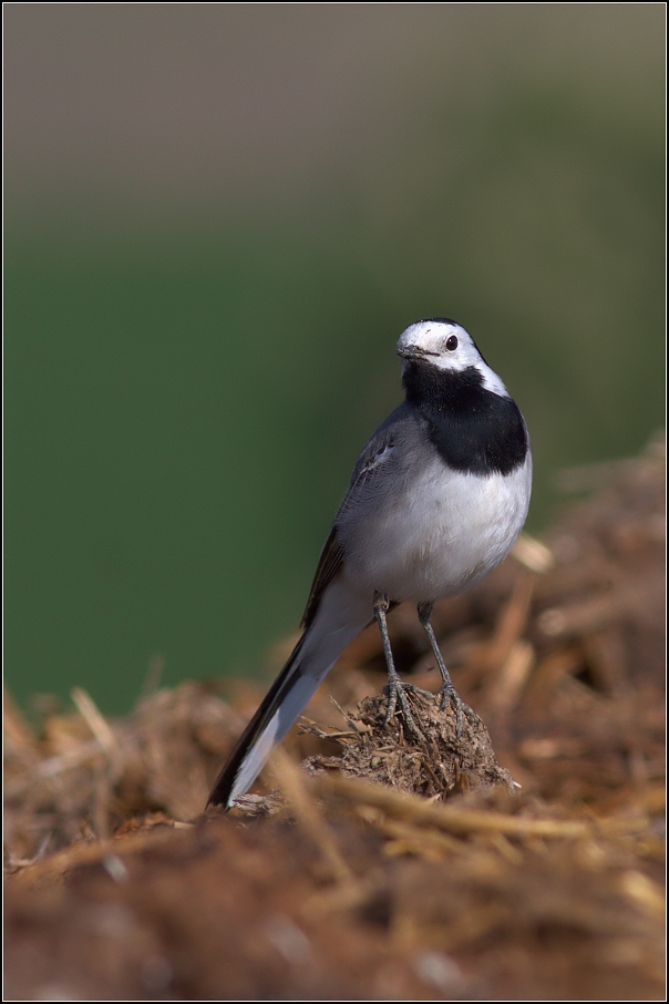 Konipas bílý ( Motacilla alba )