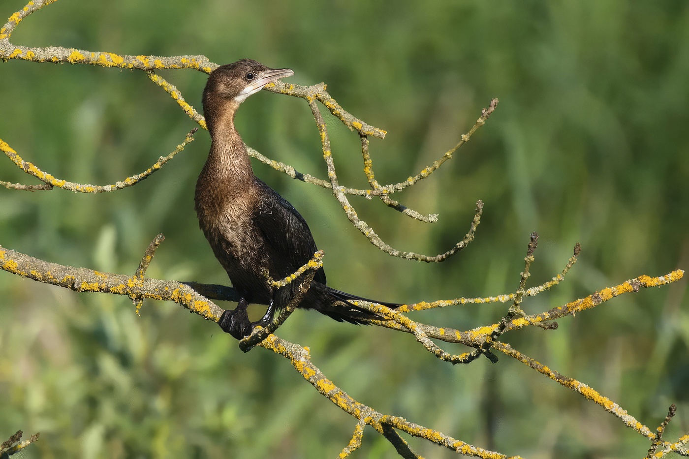 Kormorán malý  (  Microcarbo pygmaeus )