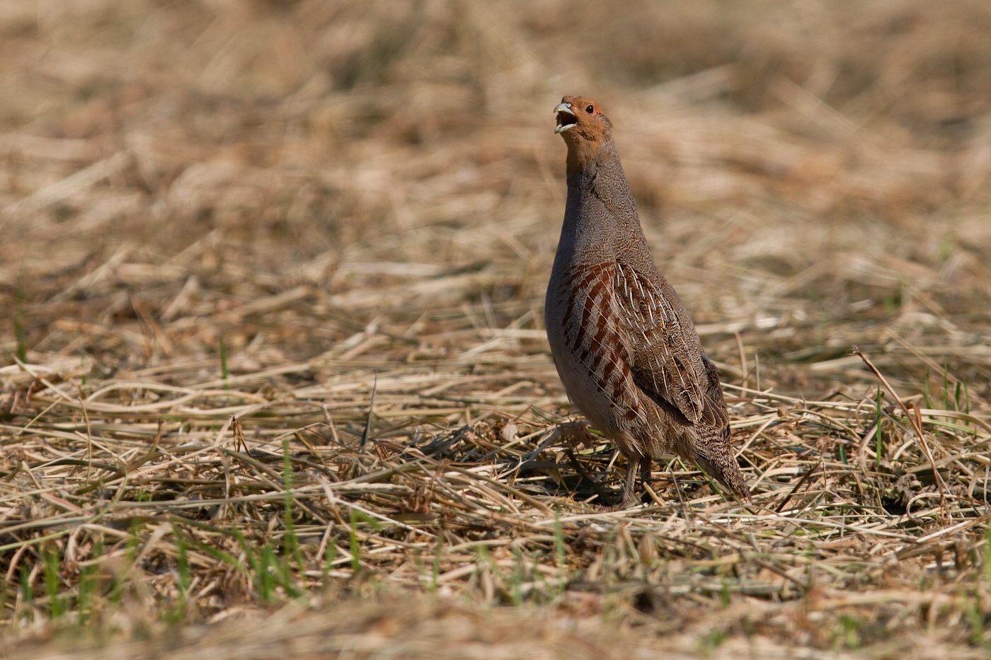 Koroptev polní  (  Perdix perdix )