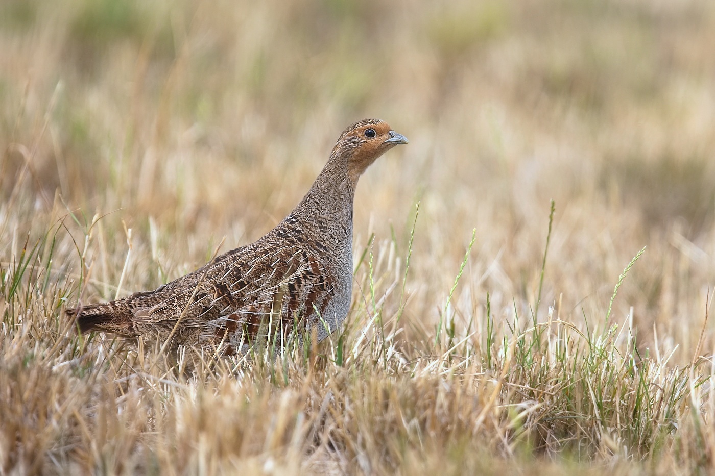 Koroptev polní  ( Perdix perdix )