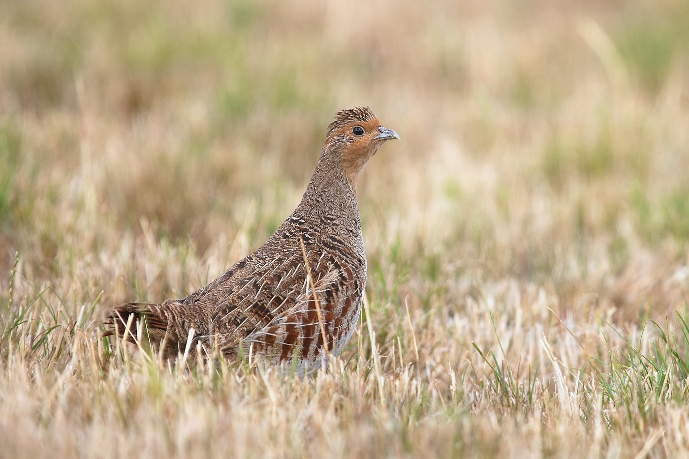 Koroptev polní  ( Perdix perdix )