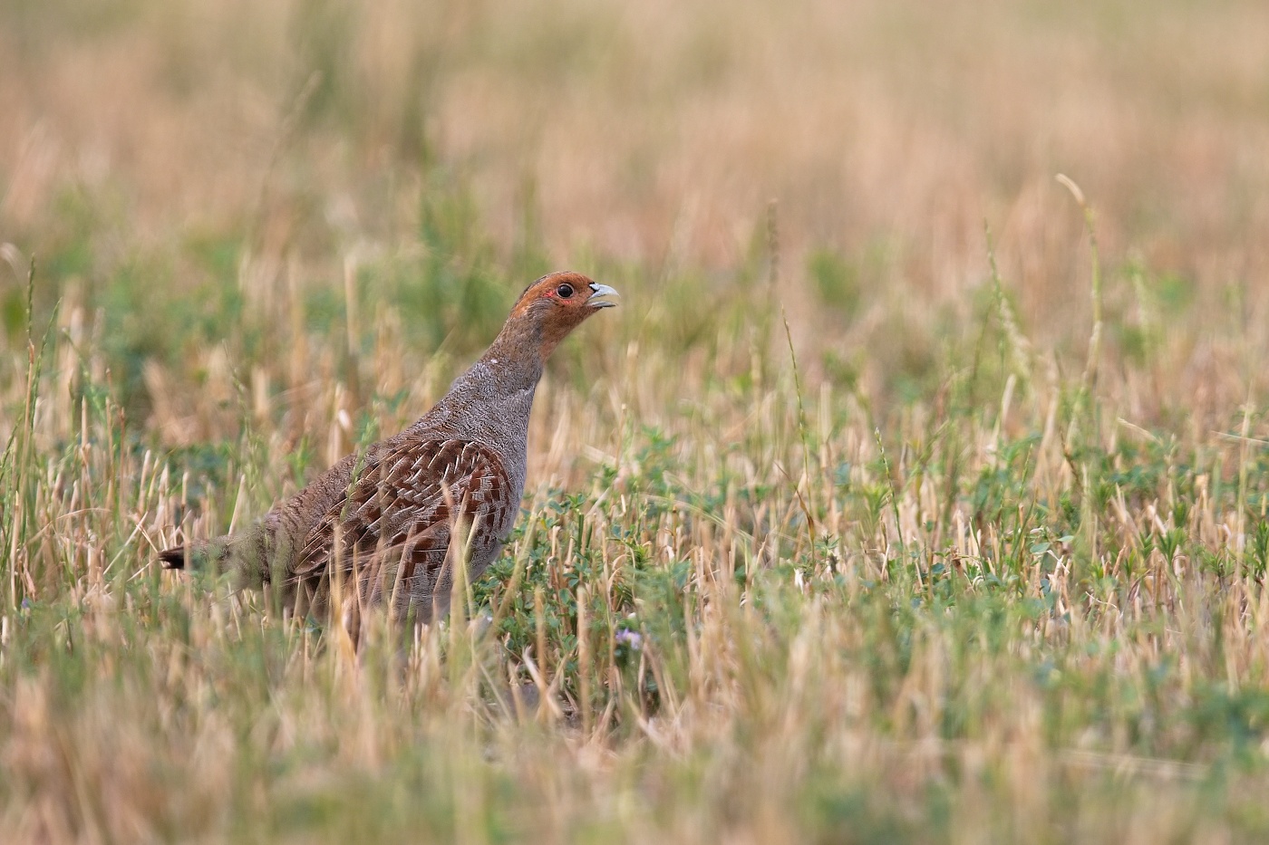 Koroptev polní  ( Perdix perdix )
