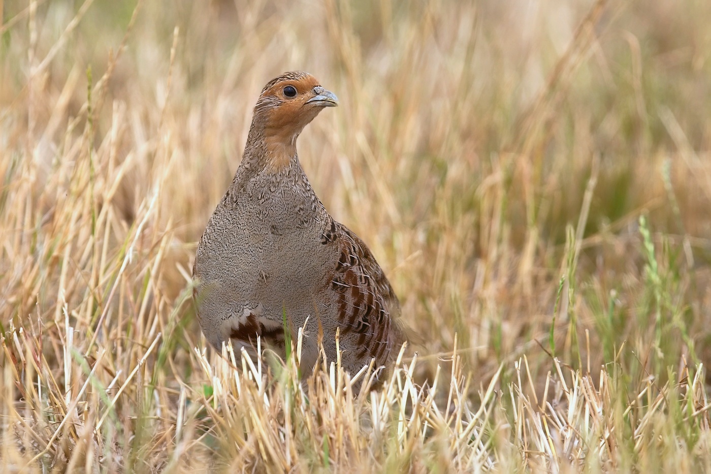 Koroptev polní  ( Perdix perdix )