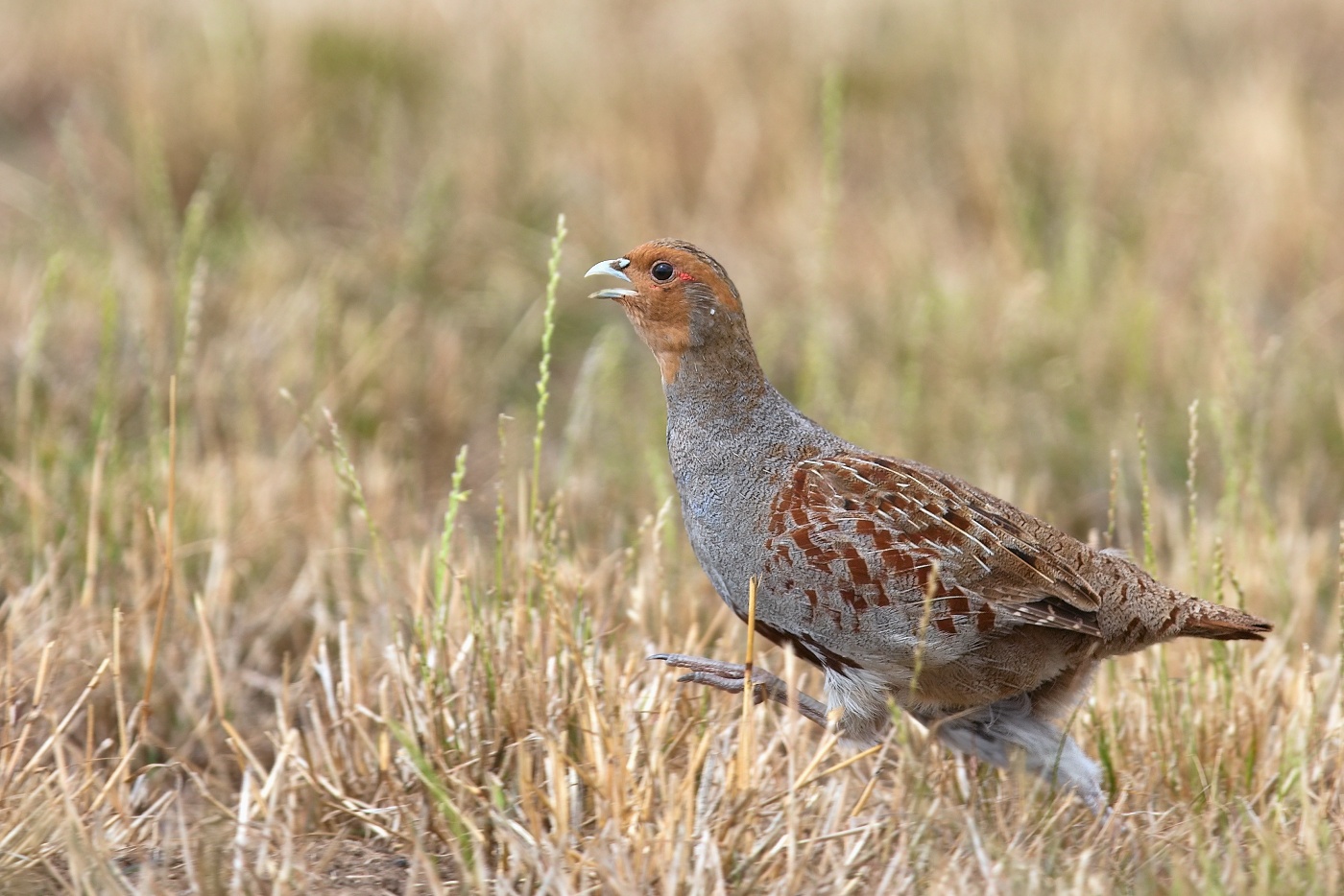 Koroptev polní  ( Perdix perdix )