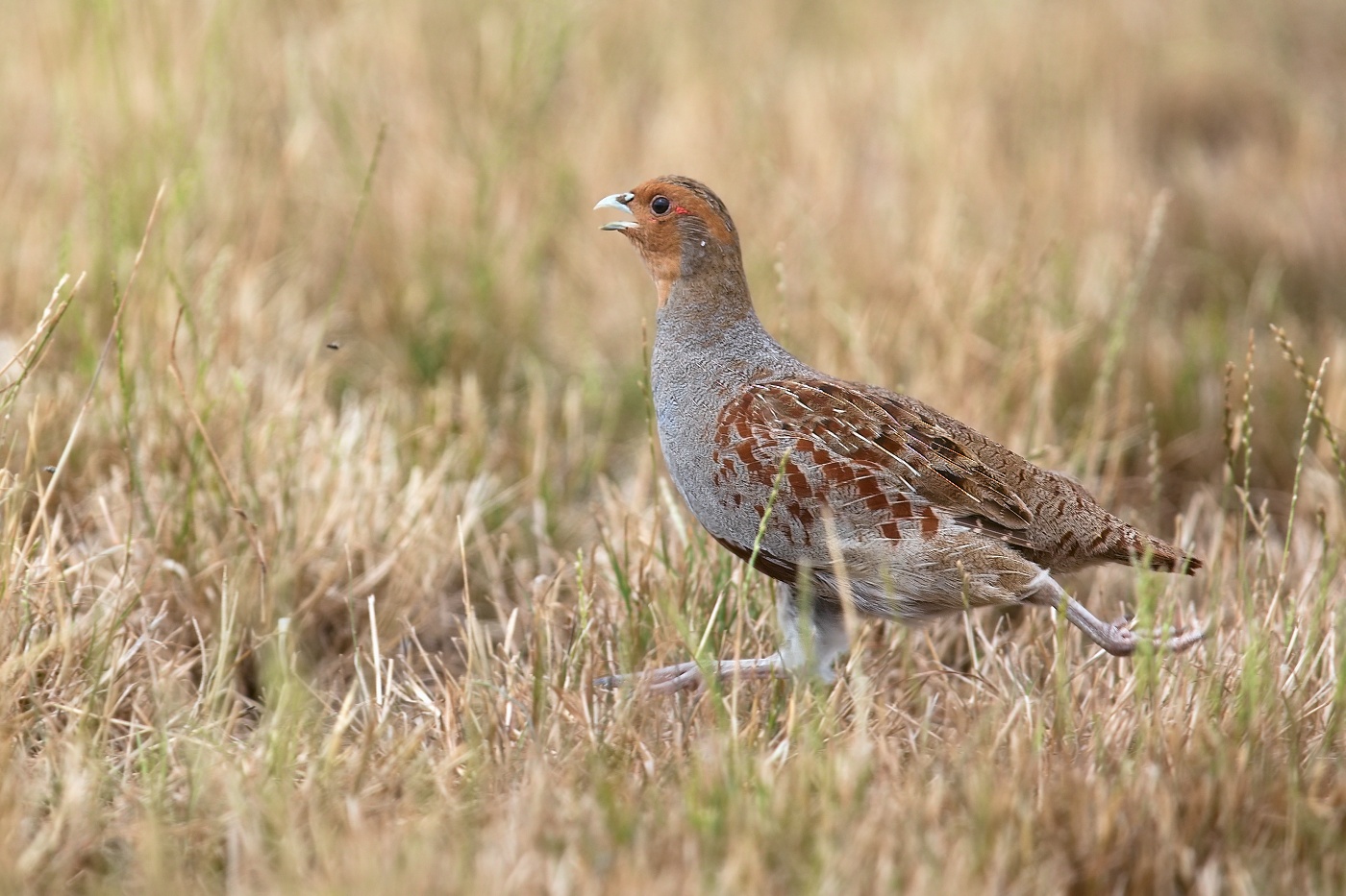 Koroptev polní  ( Perdix perdix )